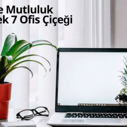 Ofisinize Mutluluk Getirecek 7 Ofis Çiçeği