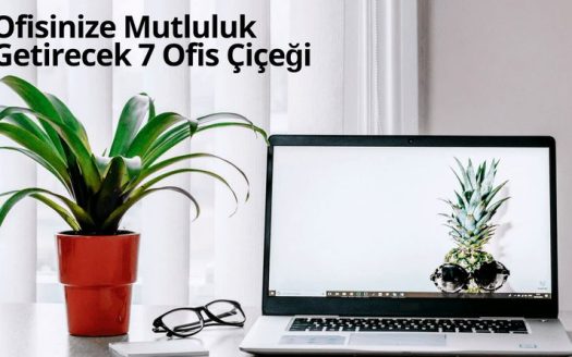 Ofis Çiçeği